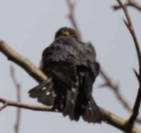 possible peregrine